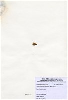 藏品(寬角叉珊藻)的圖片